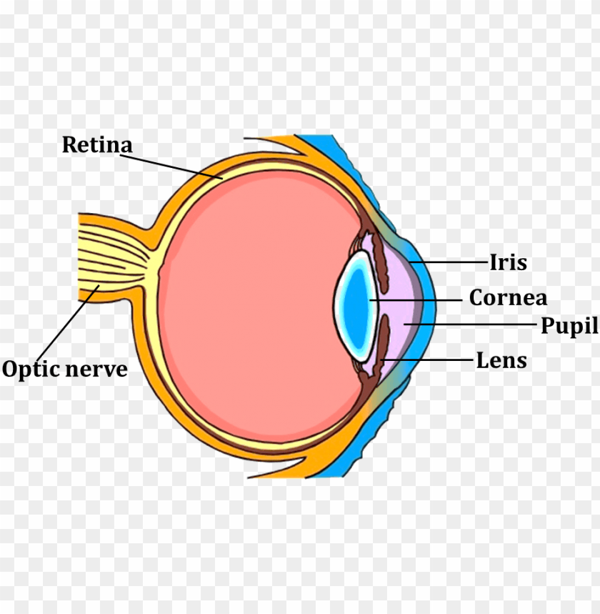 Human Eye For Class 5 PNG Transparent With Clear Background ID 95500 ...