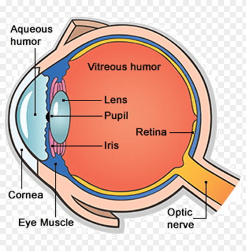 Free download | HD PNG main parts of human eye PNG transparent with ...