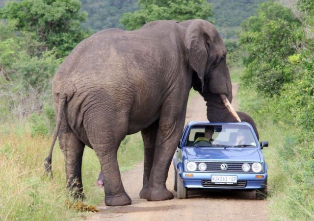 Kruger National Park