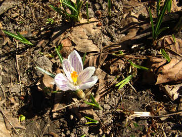 Crocus №1157