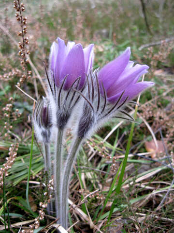 Sleep-flower grass №12657