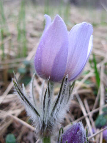 Flower Pulsatilla patens №12655