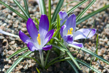 Crocus №12823