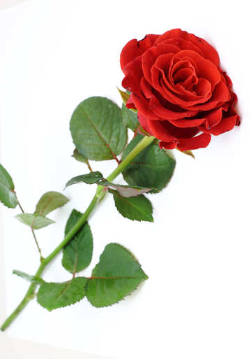 Red beautiful rose №16891