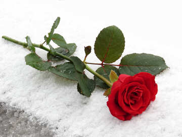 Bela rosa deitado na neve №16938