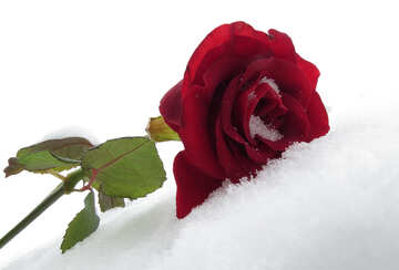 Rose on winter holiday №16962