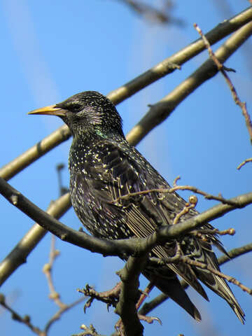 Starling №24387