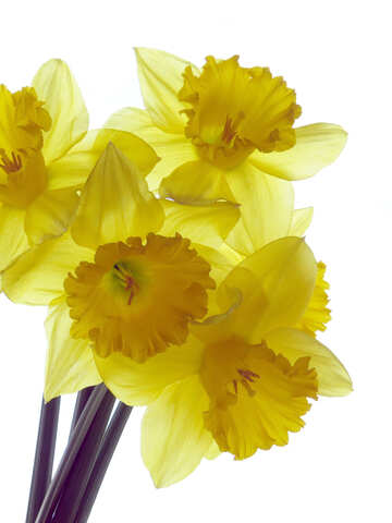 Bright daffodils №30945