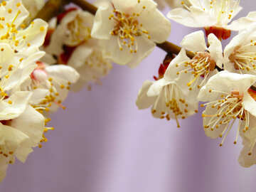 Fruit tree blossoms №30027