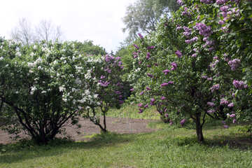 Lilac bushes №4772