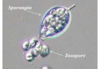 Zoospore is a form of life cycle and method of reproduction