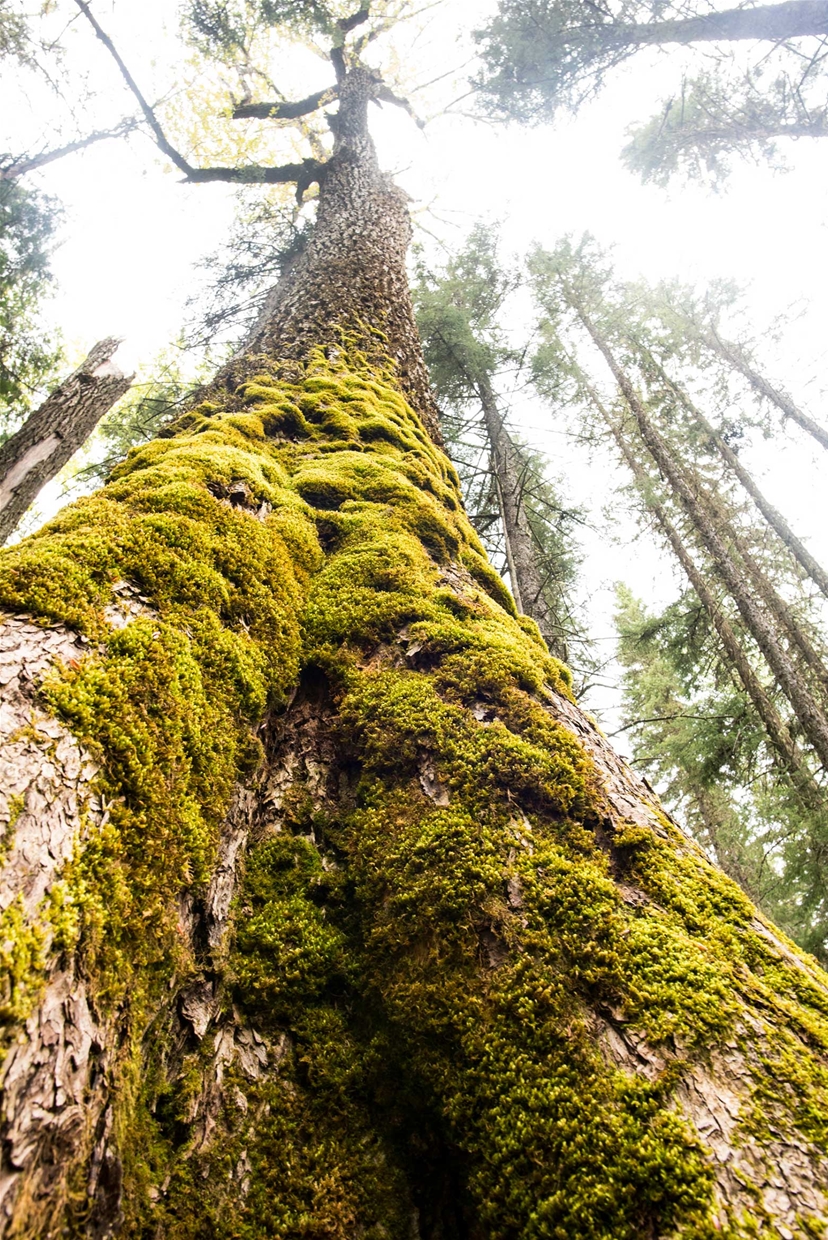 Ancient Cottonwood Forest - credit: Steve Ogle