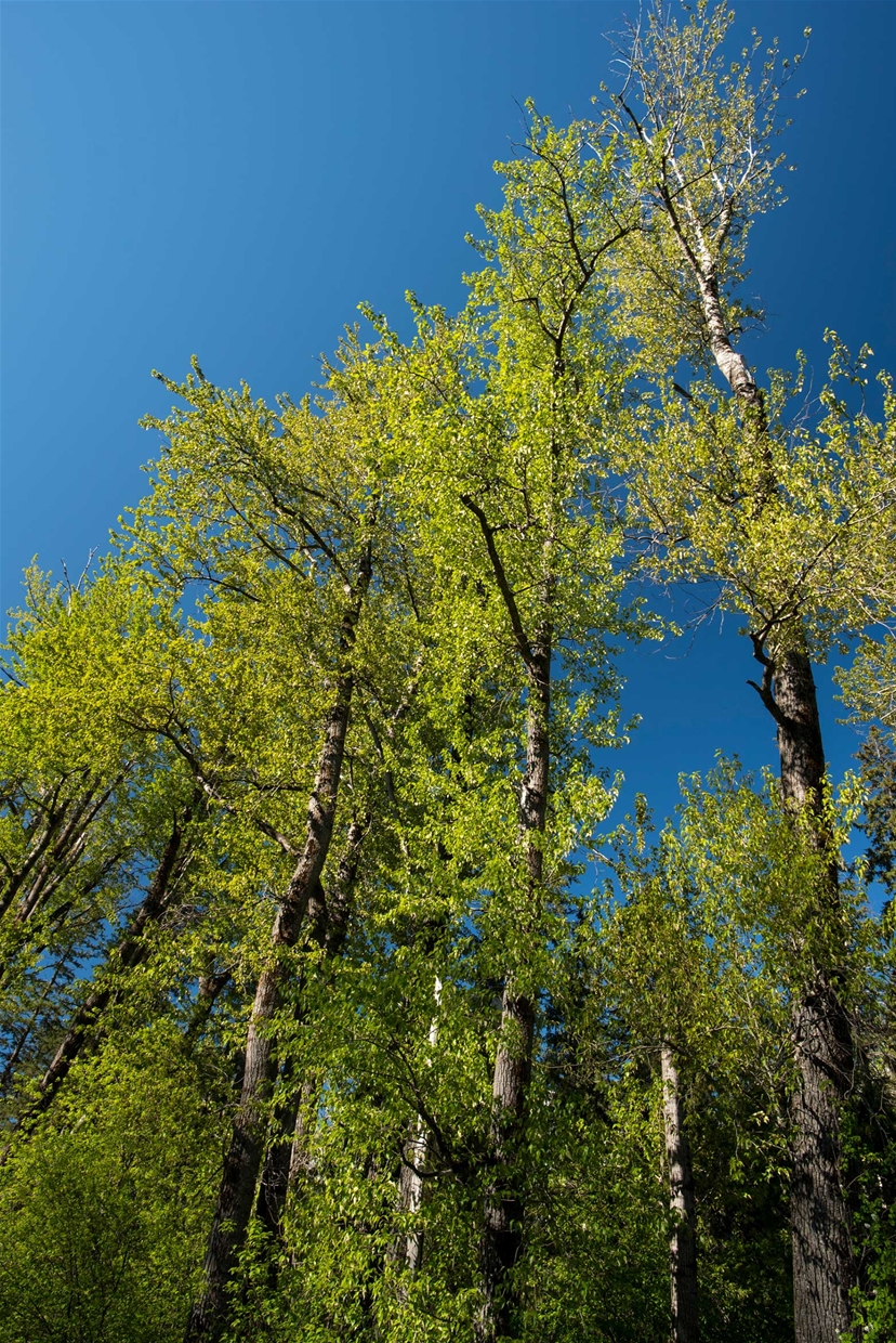 Ancient Cottonwood Forest - credit: Steve Ogle