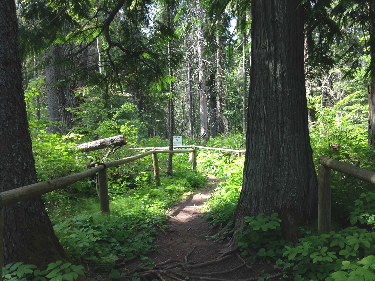 Ancient Cottonwood Trail