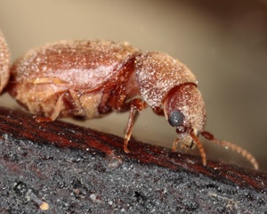 Cigarette Beetles