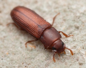 Confused Flour Beetles