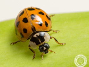 Asian Lady Beetles