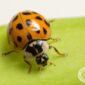 Asian Lady Beetles