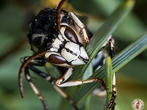 Bald Faced Hornets