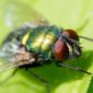 Bottle Flies