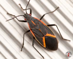 Box Elder Beetles