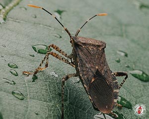 Conifer Bugs