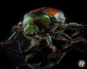 Japanese Beetles