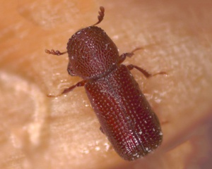 Lesser Grain Borers