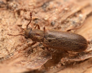 Powderpost Beetles