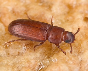 Red Flour Beetles