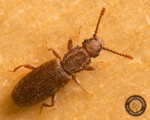 Sawtoothed Grain Beetles