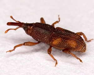 Weevils