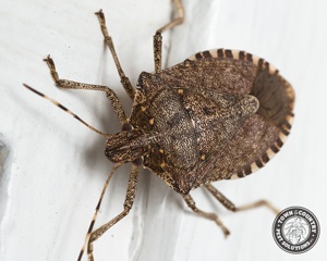 Stink Bugs