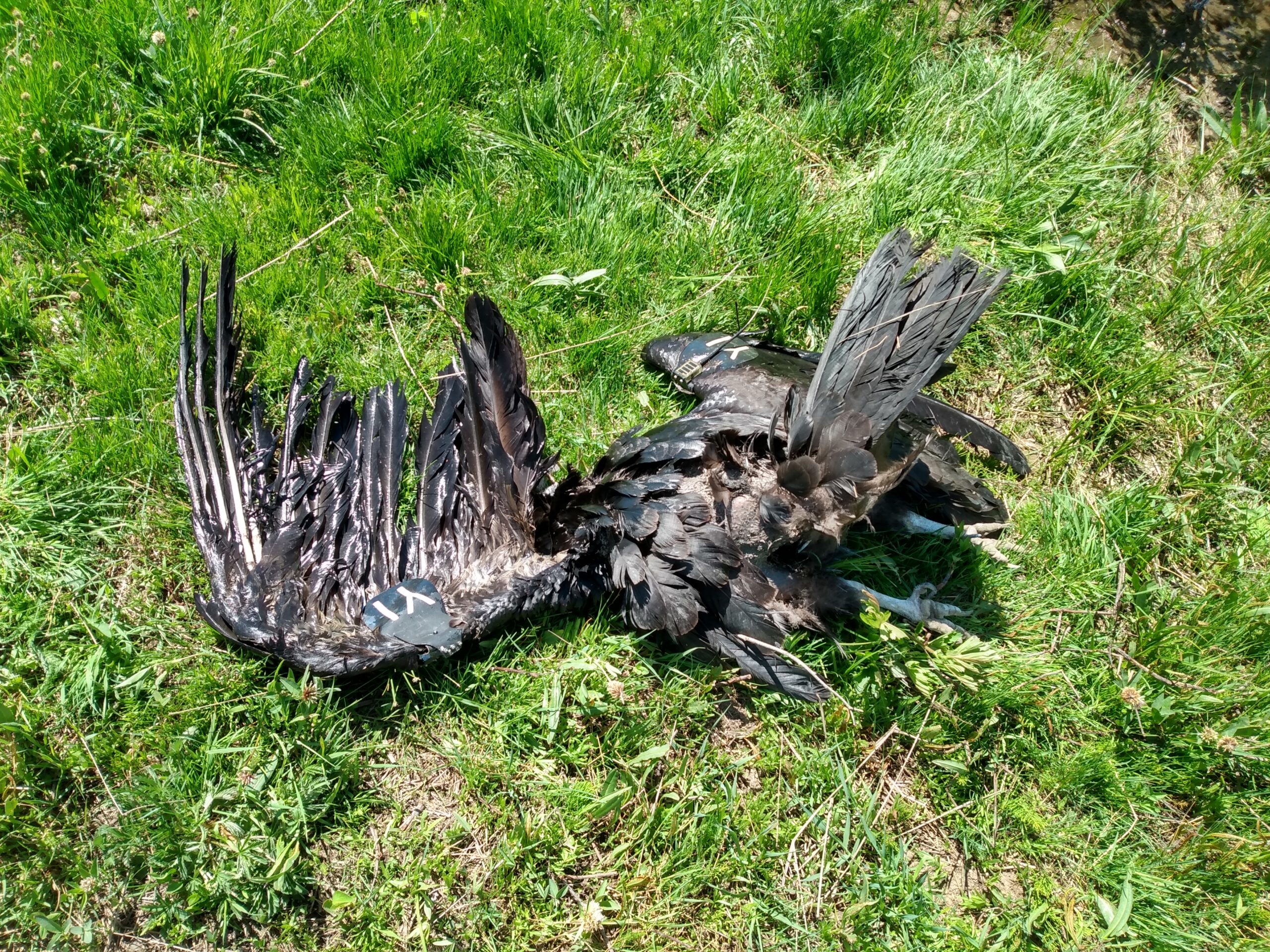 California condors shot and killed near Cedar City and north of Zion National Park