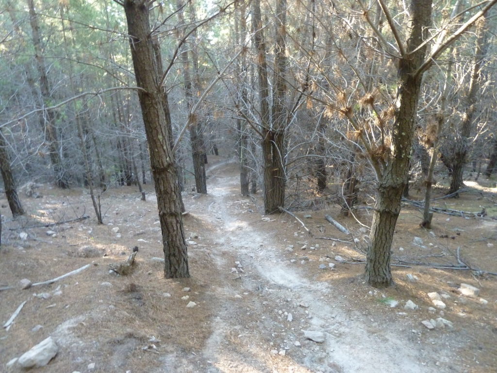 Tuggeranong Pines