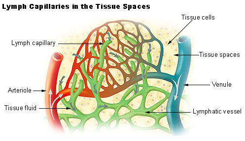 Components Of Lymphatic System