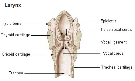 Share more than 76 sketch of larynx super hot - seven.edu.vn