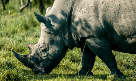 Where to see Rhinos in Uganda – The Ziwa Rhino Sanctuary