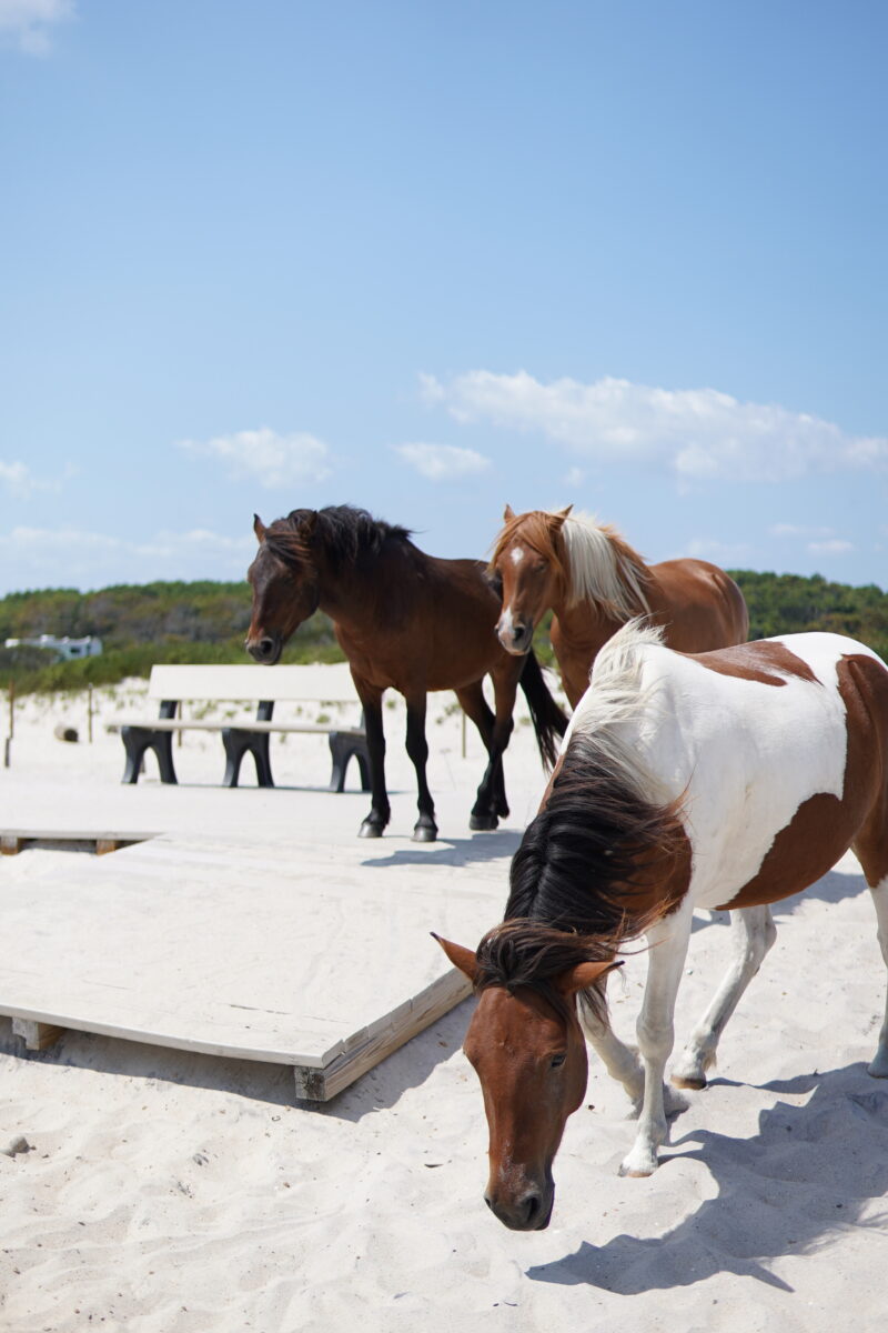 Wild horses of Assateague Island