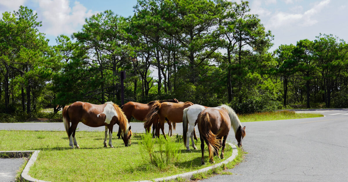 Assateague Island horses