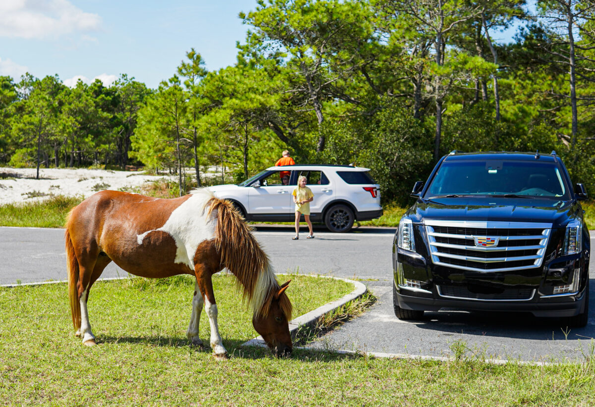 Wild horses of Assateague Island