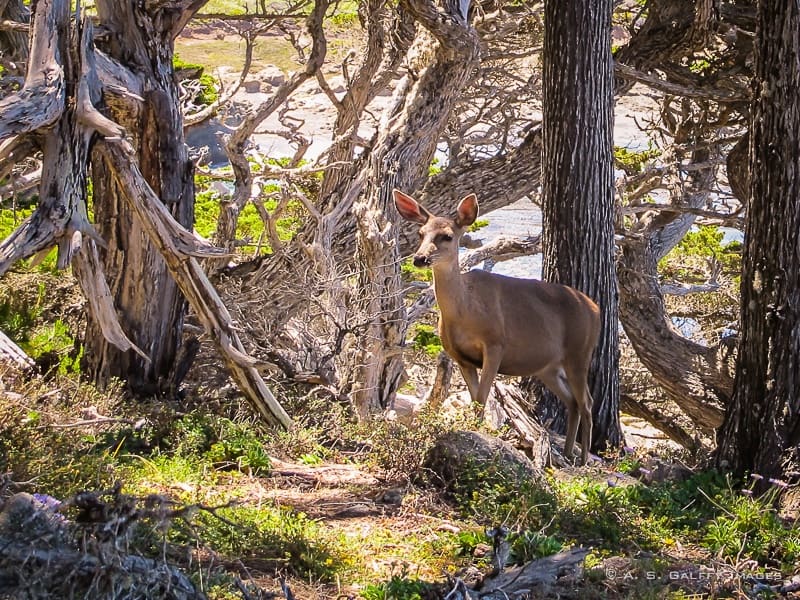 Wildlife at point lobos