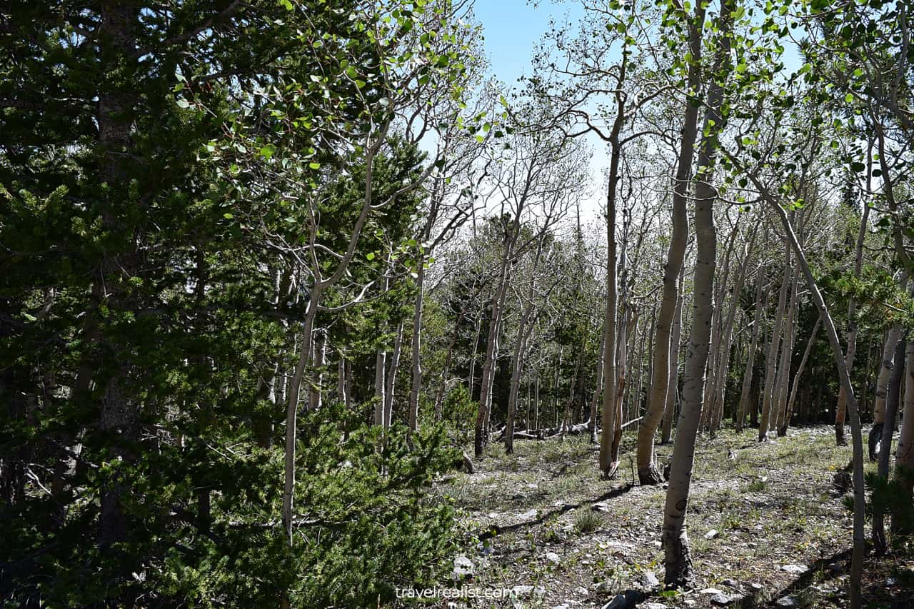 Wheeler Peak Parking in Great Basin National Park, Nevada, US