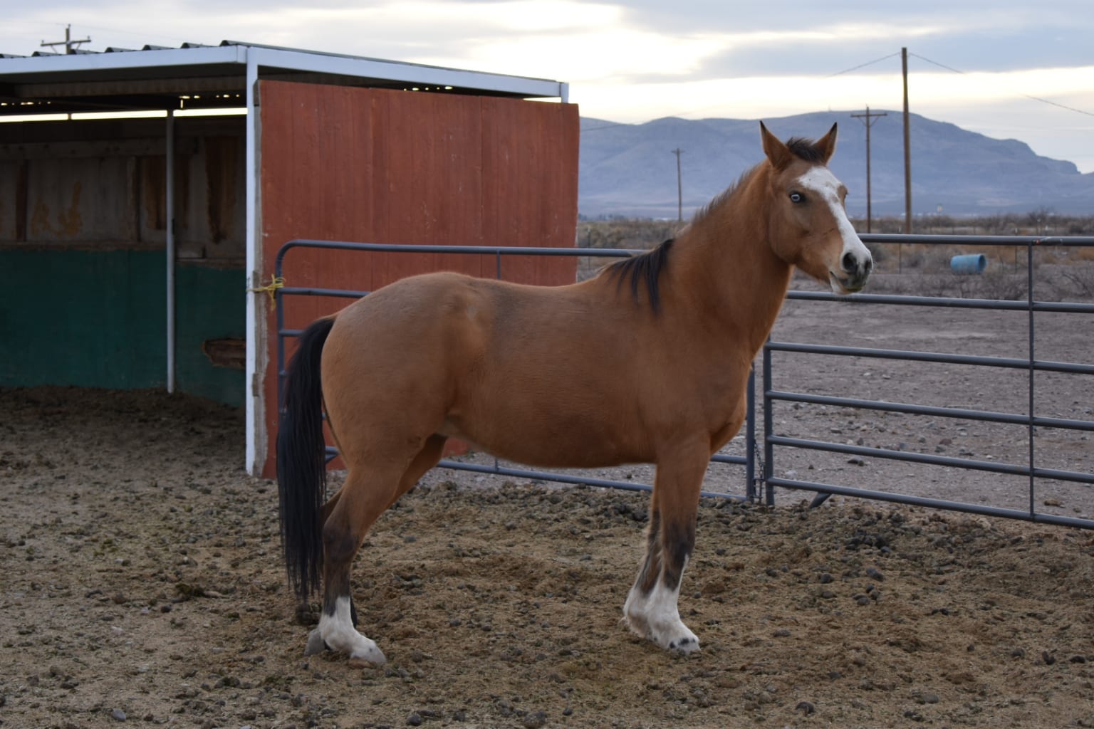 Harold’s Airbnb in Deming NM