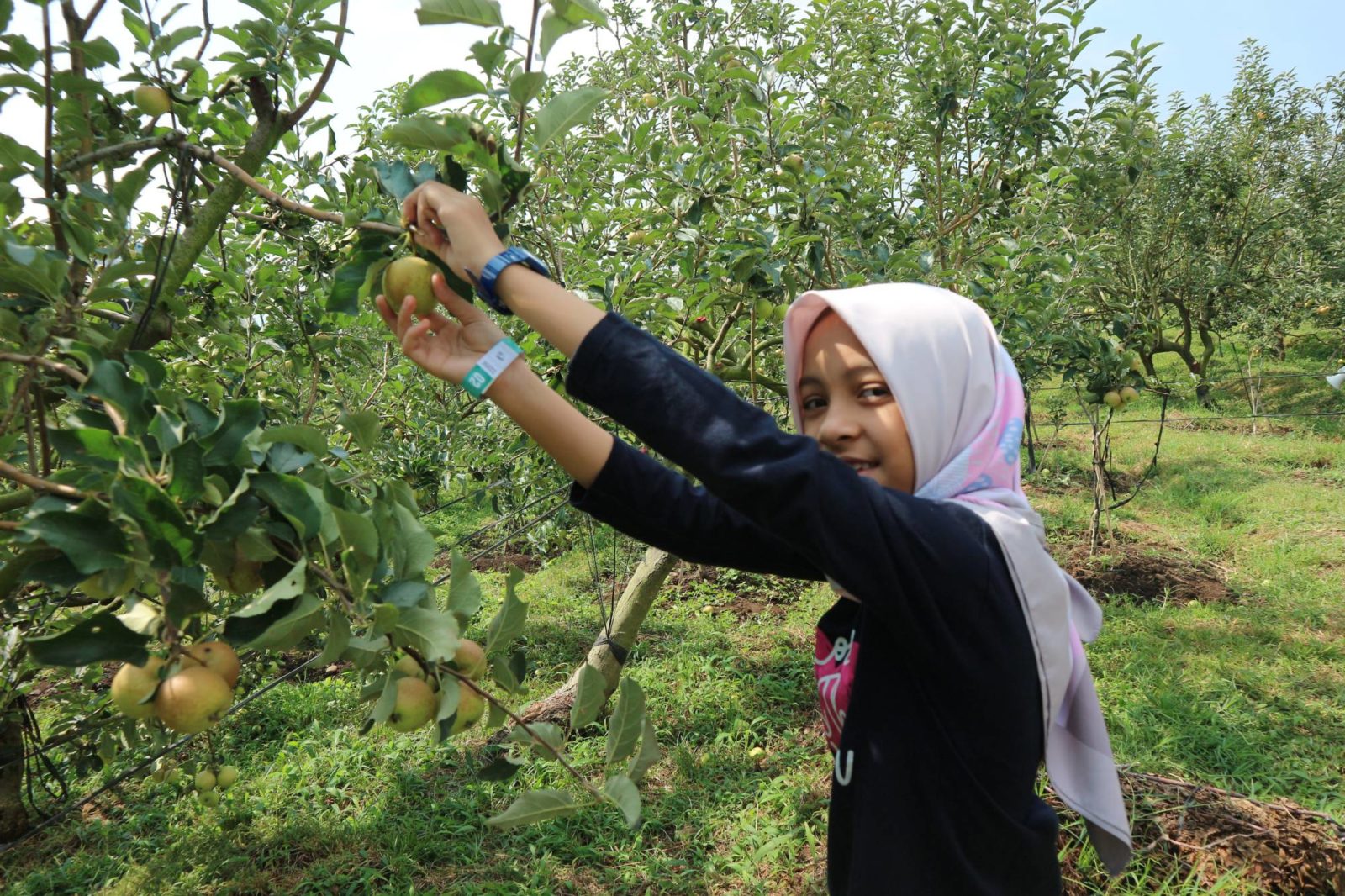 wisata petik apel kota batu