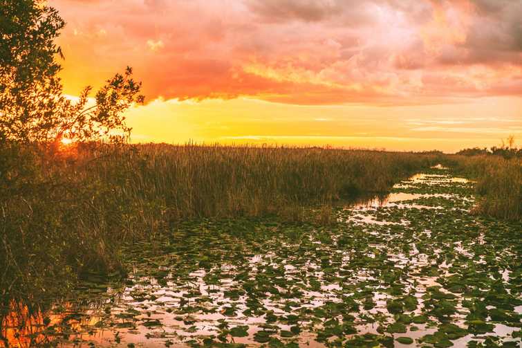 Everglades Florida wetland, Airboat excursion tour at Everglades National Park at sunset. Nature landscape. USA destination for tourism.