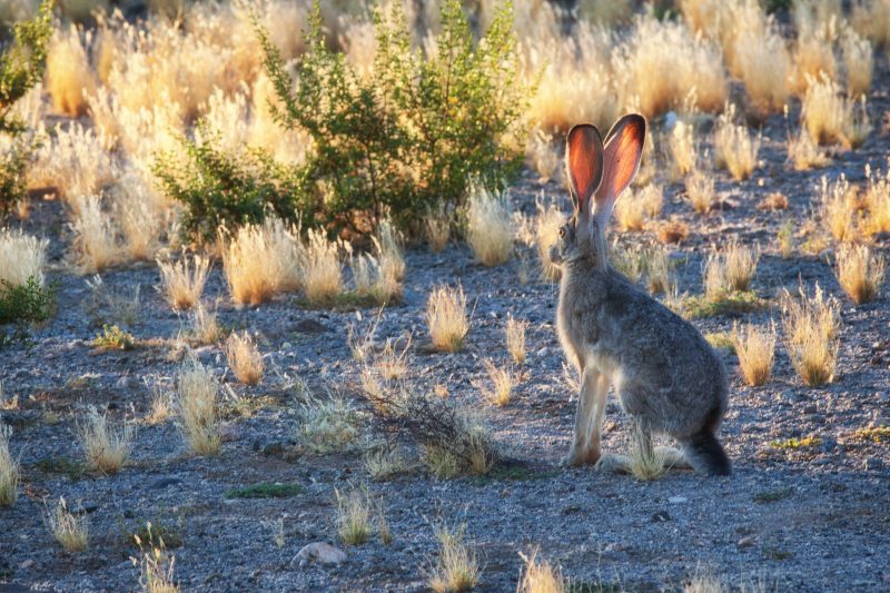 Jackrabbit in Mohave Desert, Arizona