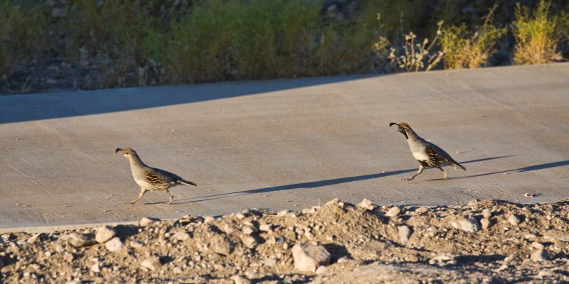 Quails running in the frontyard