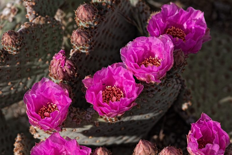 Pink cactus flowers