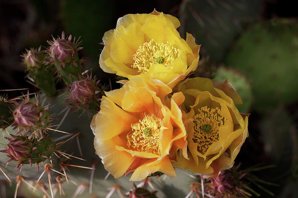 Yellow cactus flowers